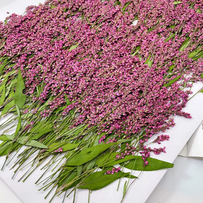 120 Pezzi, 5-8cm, Fiori Pressa - Phone Cases Wholesale recensione e prezzo
